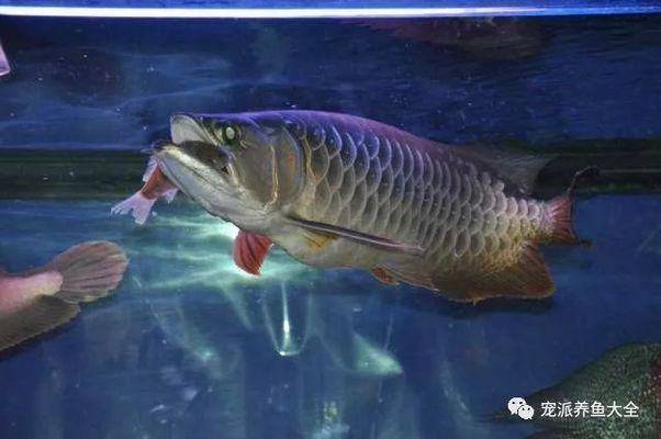 龍魚剛買為什么不能喂食：為什么剛買回來的龍魚不能立即喂食