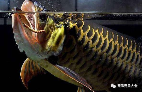 龍魚剛買為什么不能喂食：為什么剛買回來的龍魚不能立即喂食