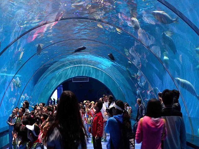 唐河開水族店怎么樣？加盟祥龍魚場賣龍魚市場怎樣？
