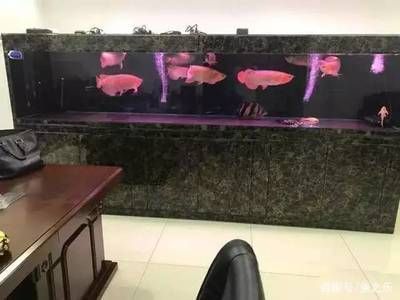 水族箱飼養血鰭銀板指南：如何在水族箱中飼養血鰭銀板魚