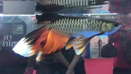 六角恐龍魚能和孔雀魚一起養嗎（六角恐龍魚與孔雀魚混養的成功案例，如何調節水族箱內的ph值）