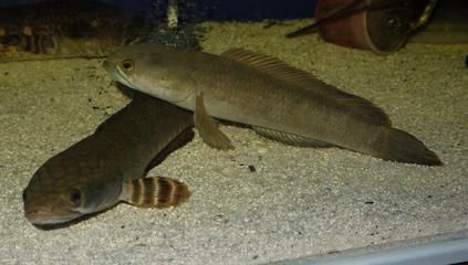 雷龍魚能撐死嗎（雷龍魚不會(huì)因?yàn)檫^量進(jìn)食而死亡）