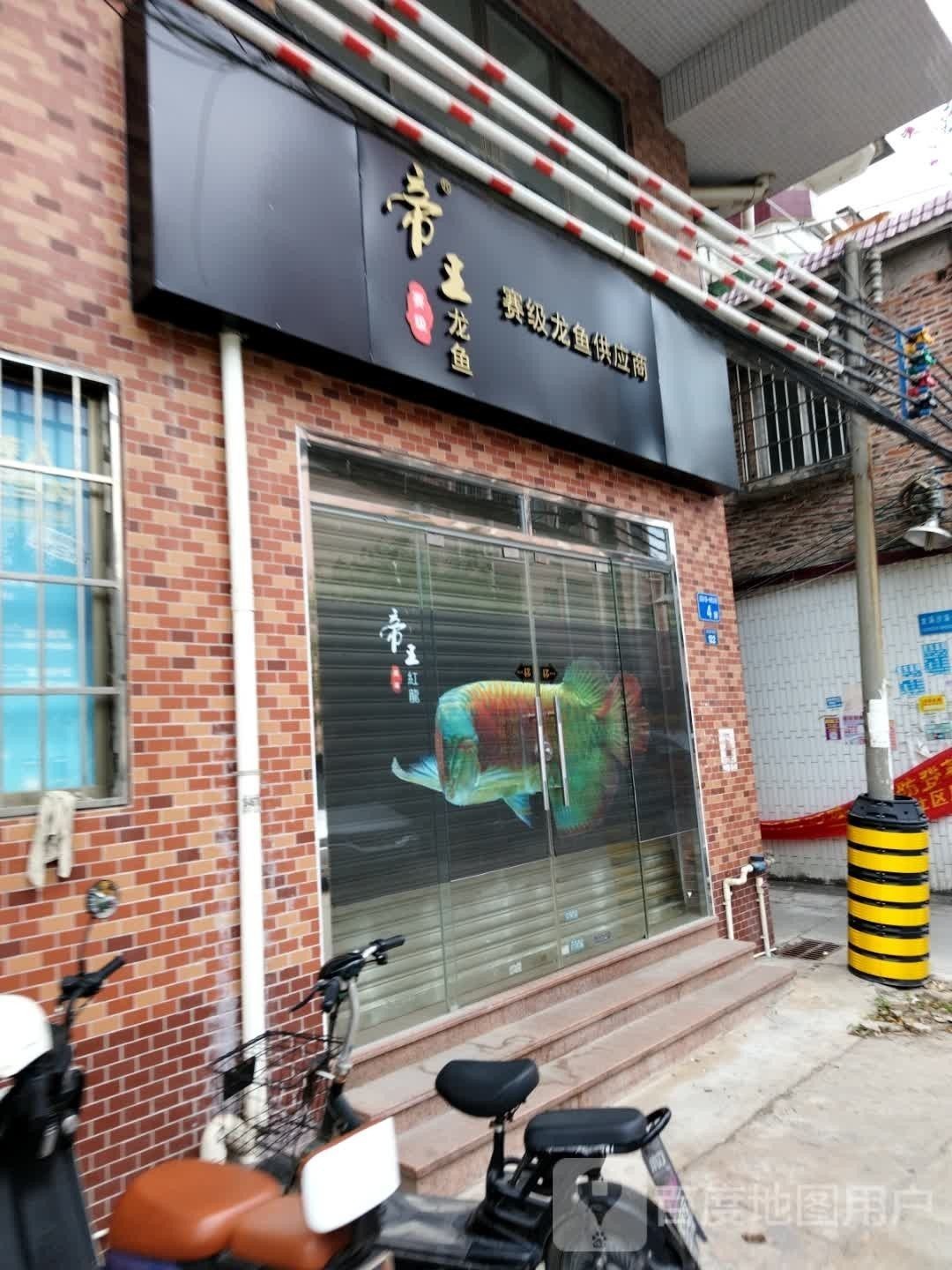 沙坡頭開水族店怎么樣？加盟祥龍魚場賣龍魚市場怎樣？