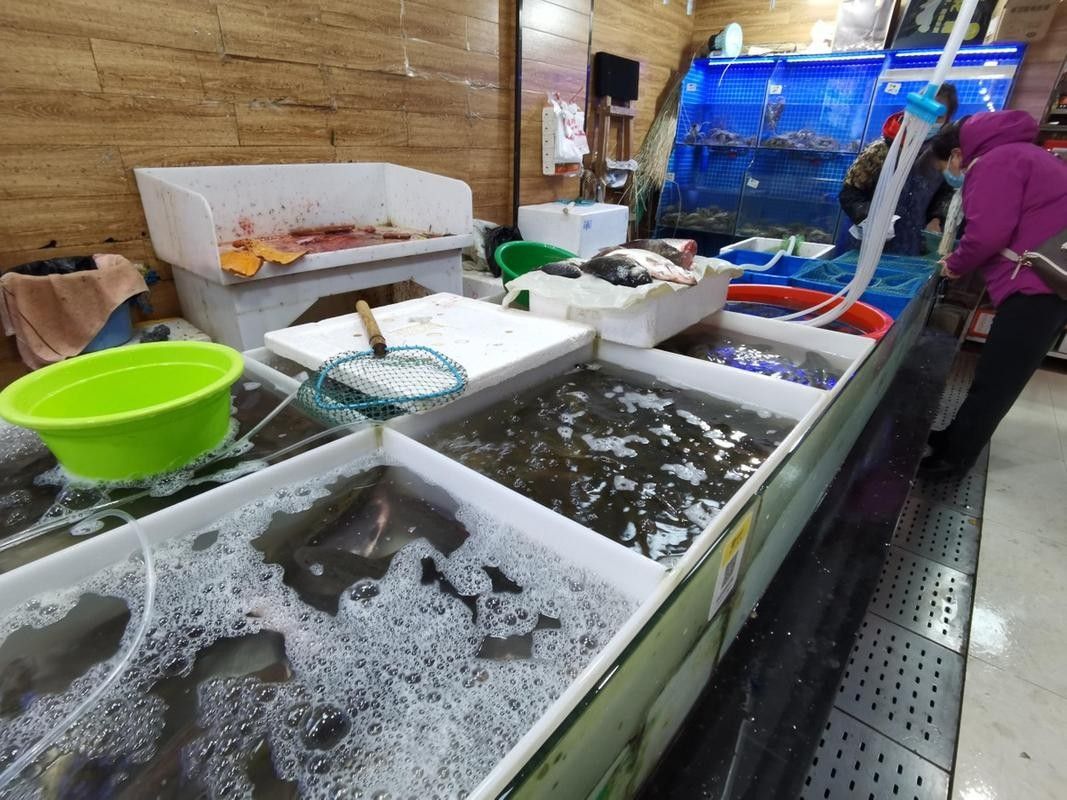 金平開水族店怎么樣？加盟祥龍魚場賣龍魚市場怎樣？