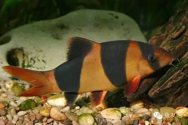 龍魚吃土霉素用量：關于龍魚土霉素使用的一些信息 龍魚吃土霉素用量：關于龍魚土霉素使用的一些信息 龍魚百科 第2張