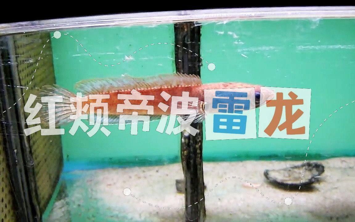 如何區(qū)分彩虹雷龍中的稀有品種？