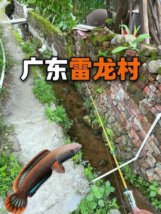 如何區(qū)分彩虹雷龍中的稀有品種？