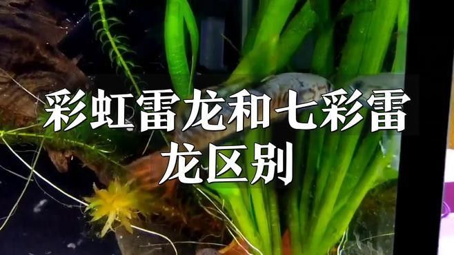 如何區(qū)分彩虹雷龍中的稀有品種？