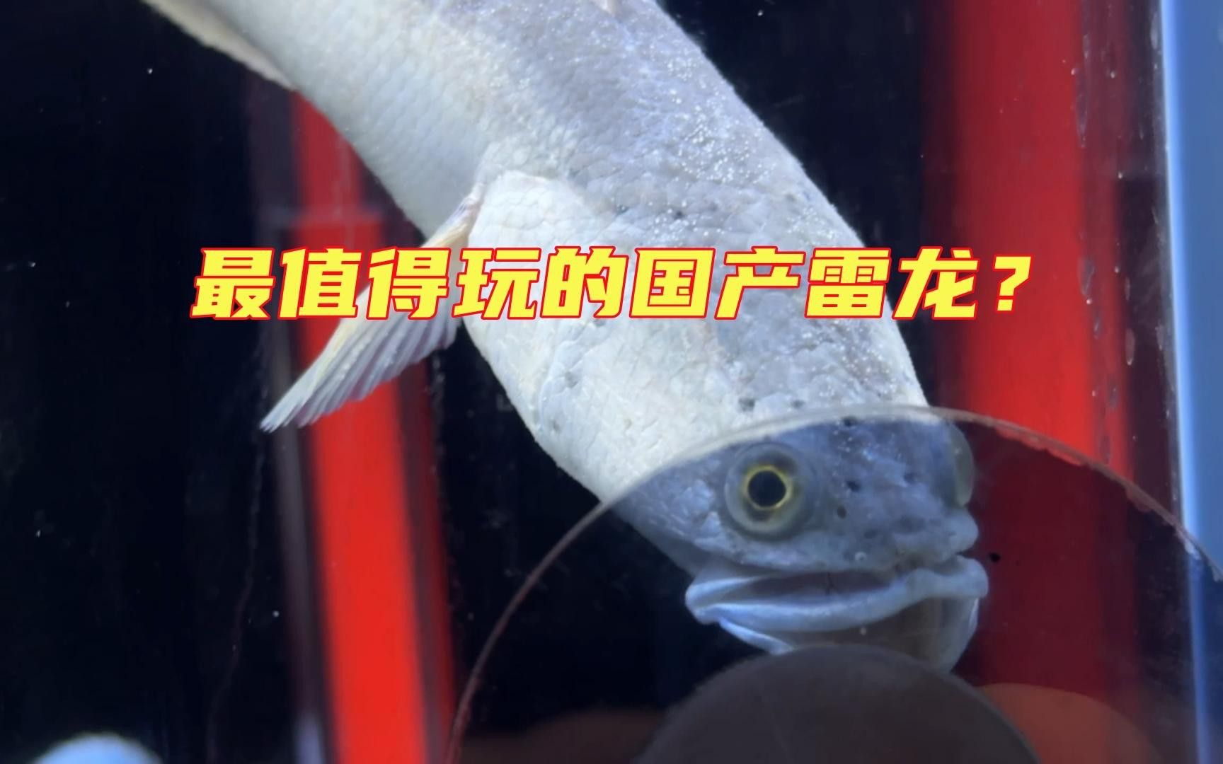 如何區(qū)分彩虹雷龍中的稀有品種？