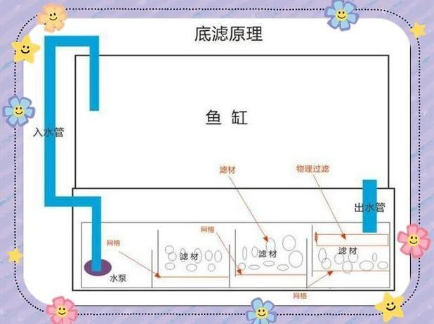 龍魚的正確飼養方法圖解