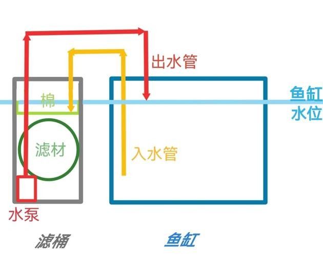 龍魚的正確飼養方法圖解