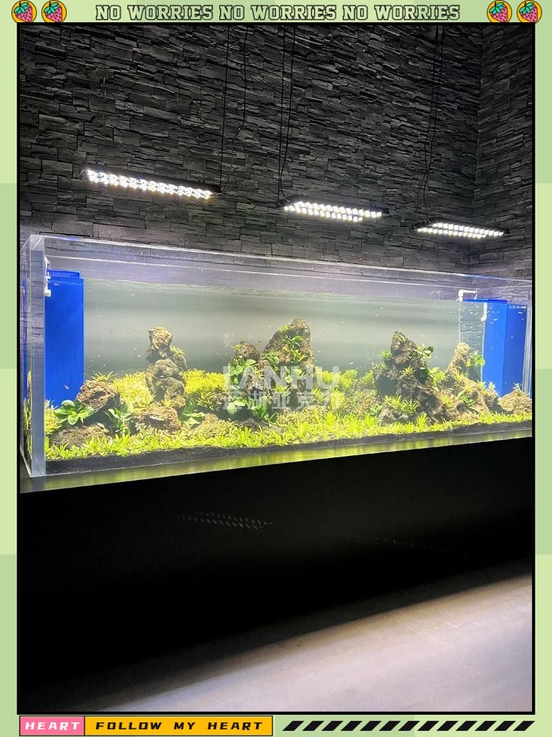 如何布置金龍魚的拍攝背景？