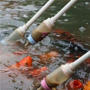 北安開水族店怎么樣？加盟祥龍魚場賣龍魚市場怎樣？