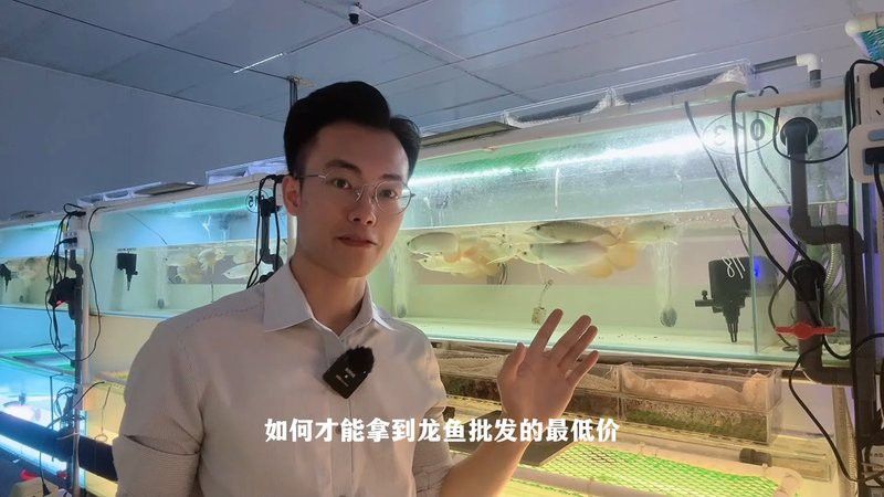紅福龍魚圖片