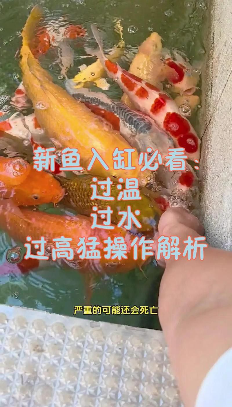 紅龍魚換水后需要過溫嗎？ 紅龍魚換水后需要過溫嗎？ 龍魚百科 第10張