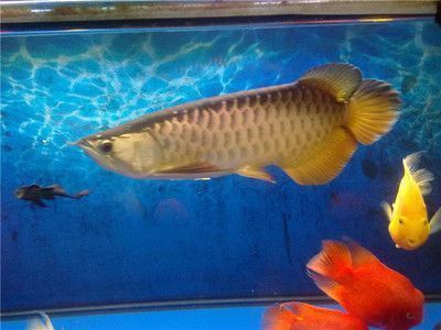 龍魚的飼養管理論文3000字：如何查詢龍魚的真偽