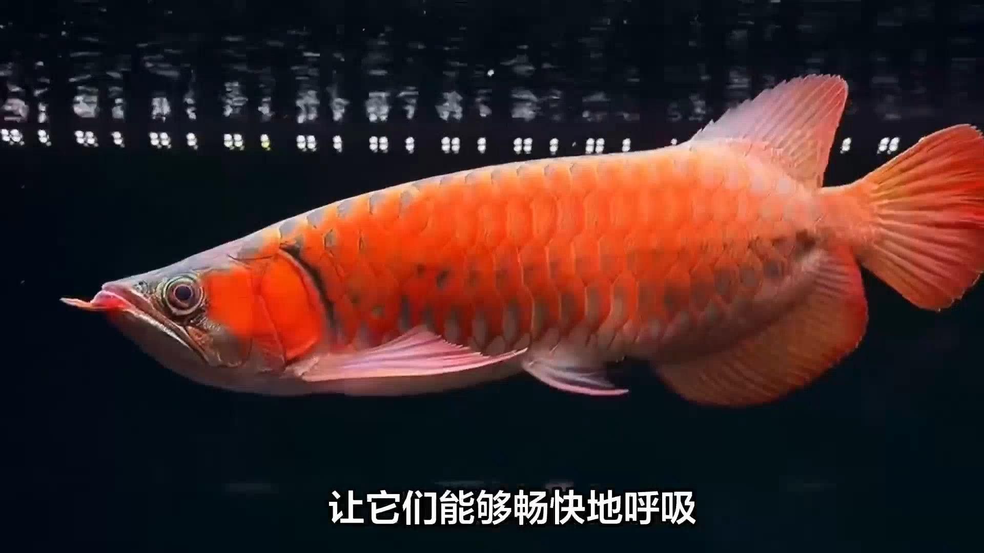 血紅龍的最佳飼養環境 血紅龍的最佳飼養環境 龍魚百科 第1張
