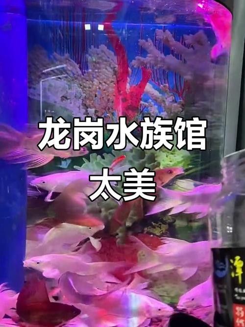 龍崗開水族店怎么樣？加盟祥龍魚場賣龍魚市場怎樣？ 龍崗開水族店怎么樣？加盟祥龍魚場賣龍魚市場怎樣？ 水族館百科（水族館加盟） 第1張
