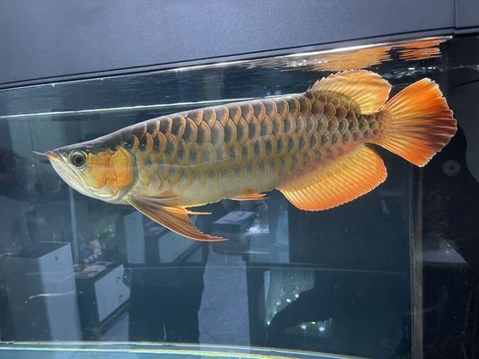 龍魚小的時候什么樣（龍魚在幼年時期的外觀特征和飼養要求和飼養要求） 龍魚小的時候什么樣（龍魚在幼年時期的外觀特征和飼養要求和飼養要求） 龍魚百科 第1張