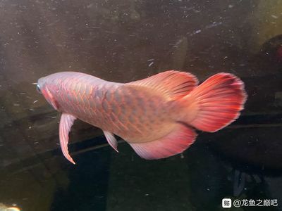 龍魚立起來怎么回事：龍魚突然立起來的原因及其背后的科學原理 龍魚立起來怎么回事：龍魚突然立起來的原因及其背后的科學原理 龍魚百科 第4張