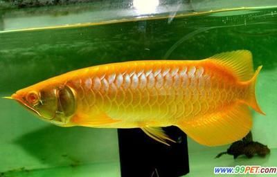 龍魚立起來怎么回事：龍魚突然立起來的原因及其背后的科學原理 龍魚立起來怎么回事：龍魚突然立起來的原因及其背后的科學原理 龍魚百科 第1張