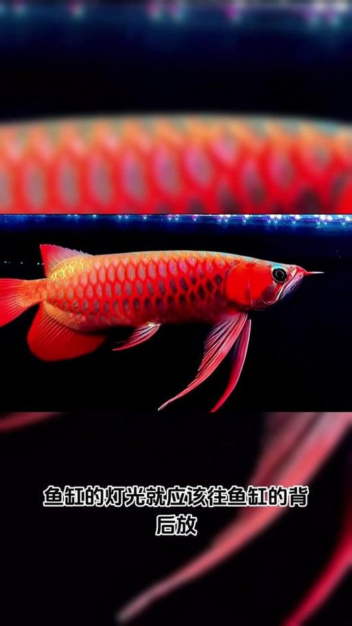 哪里可以找到《紅龍之眼》高清原圖？