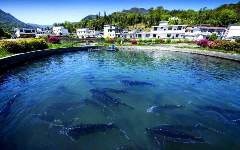 雅安開水族店怎么樣？加盟祥龍魚場賣龍魚市場怎樣？