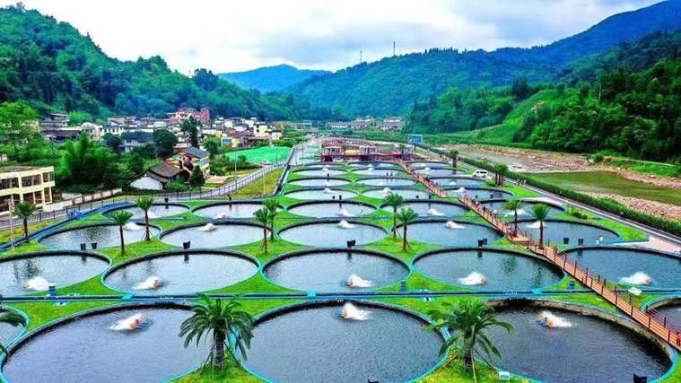 雅安開水族店怎么樣？加盟祥龍魚場賣龍魚市場怎樣？