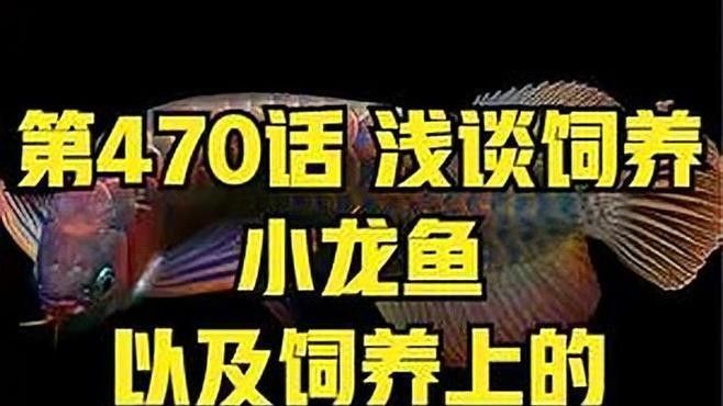 銀海開水族店怎么樣？加盟祥龍魚場賣龍魚市場怎樣？