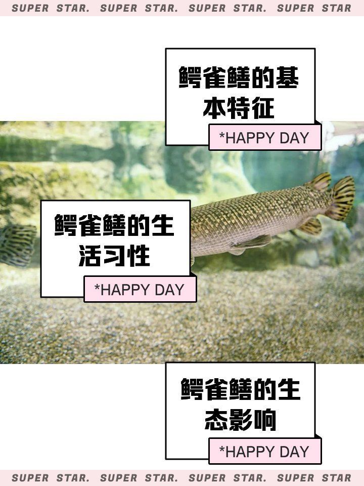 金色鱷雀鱔
