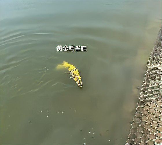 金色鱷雀鱔
