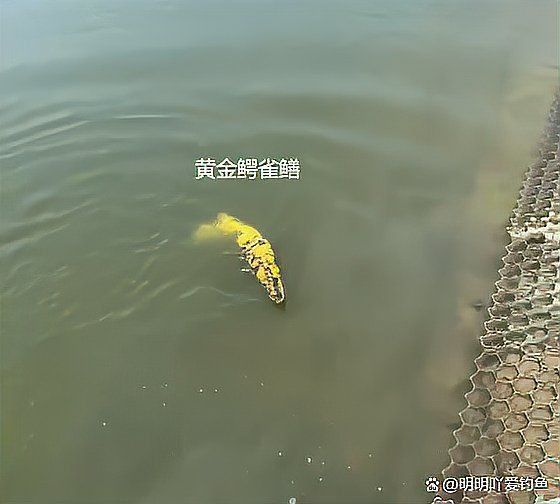 金色鱷雀鱔
