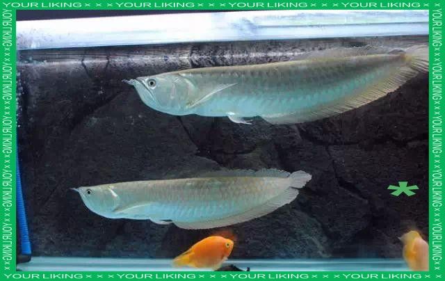 銀龍魚魚缸溫度多少合適喂食