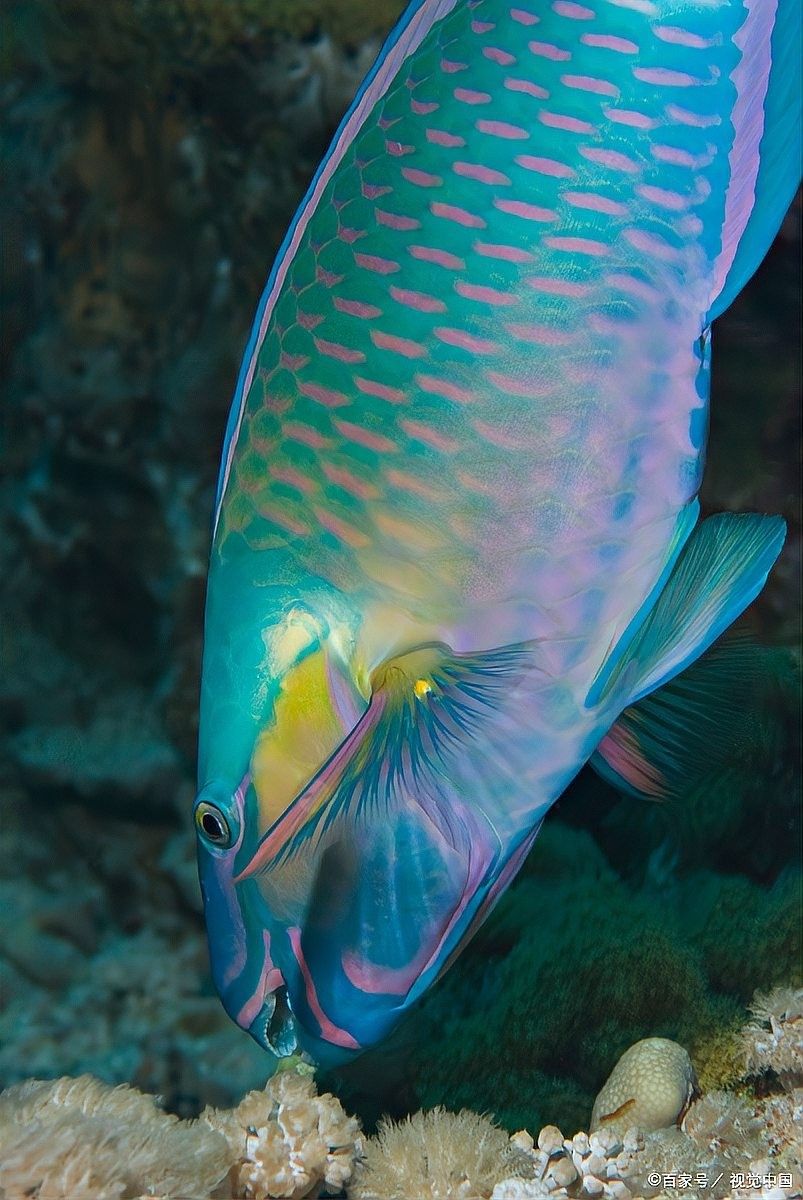 銀龍魚魚缸溫度多少合適喂食
