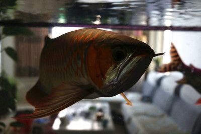 金龍魚和皇冠魚可以混養嗎:金龍魚和皇冠魚可以混養嗎金龍魚和皇冠魚可以混養嗎