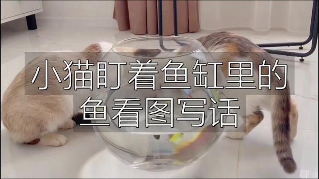 如何判斷貓是否對(duì)魚缸感興趣？