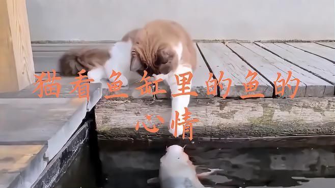 如何判斷貓是否對(duì)魚缸感興趣？