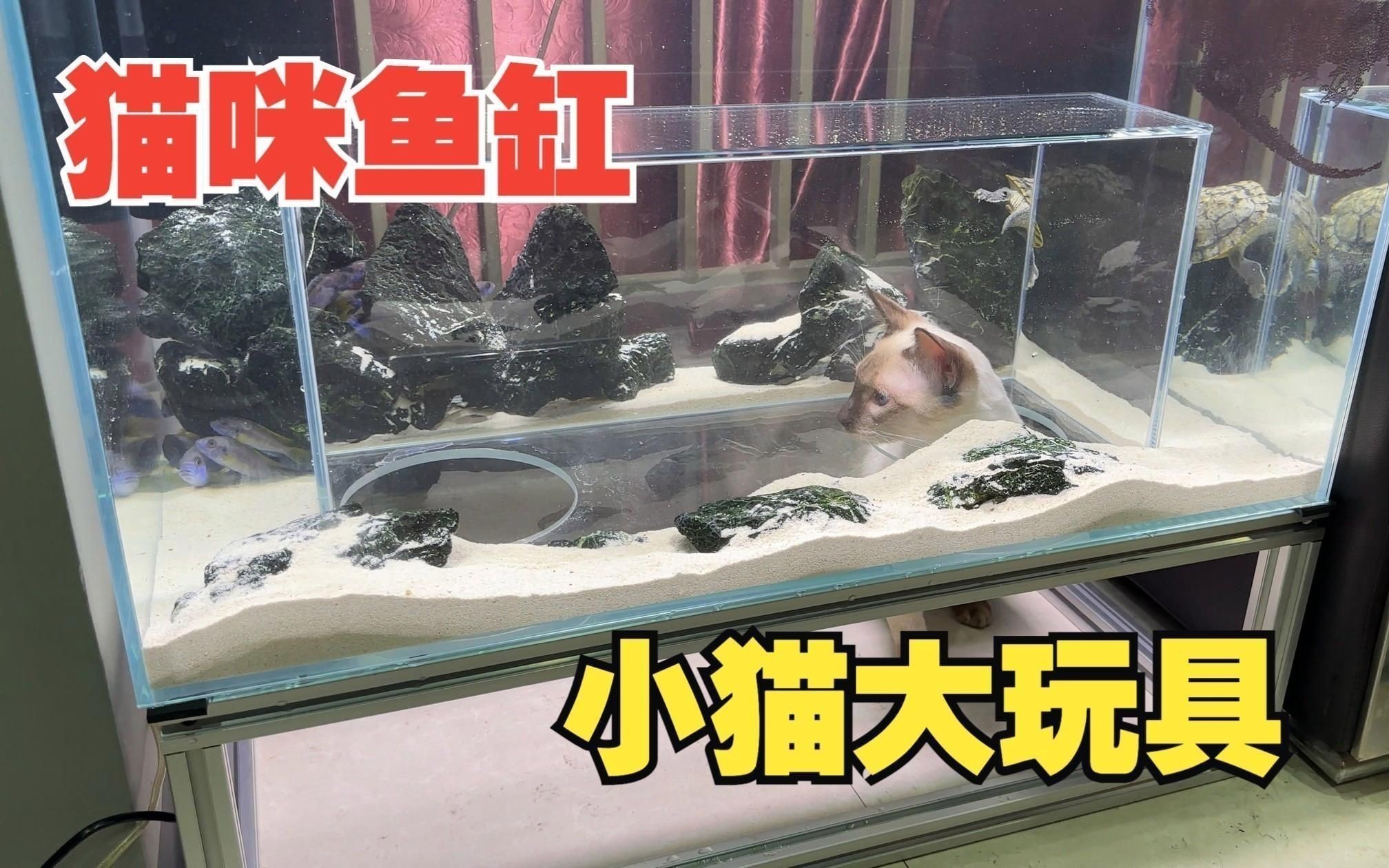 如何判斷貓是否對(duì)魚缸感興趣？