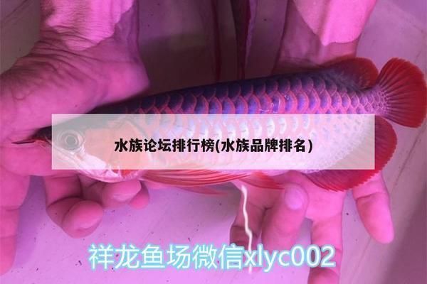 龍魚論壇哪個好，