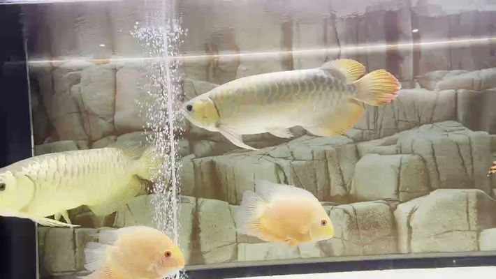龍魚論壇哪個好，