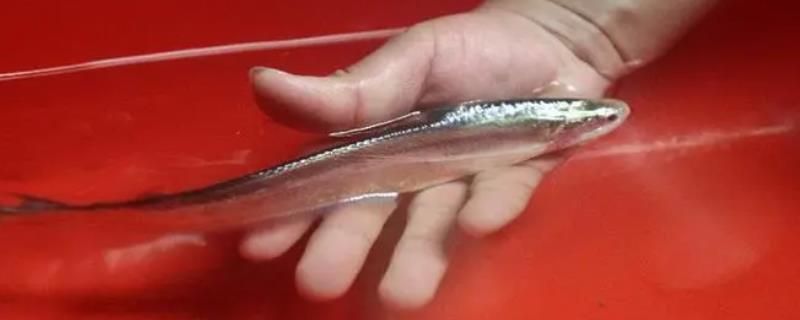 馬來西亞金龍魚怎么樣啊:馬來西亞金龍魚怎么樣?全面解析其特點、養(yǎng)殖與市場價值