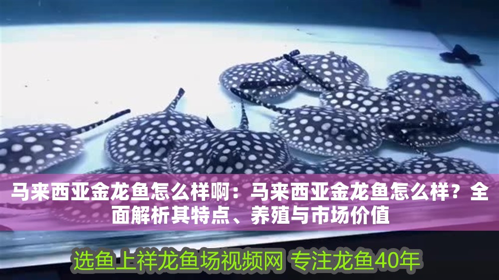 馬來西亞金龍魚怎么樣啊:馬來西亞金龍魚怎么樣?全面解析其特點、養(yǎng)殖與市場價值