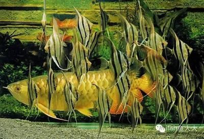 龍魚和埃及神仙混養(yǎng)視頻大全(“龍魚和埃及神仙混養(yǎng)視頻大全”查詢龍魚和埃及神仙混養(yǎng)視頻大全)