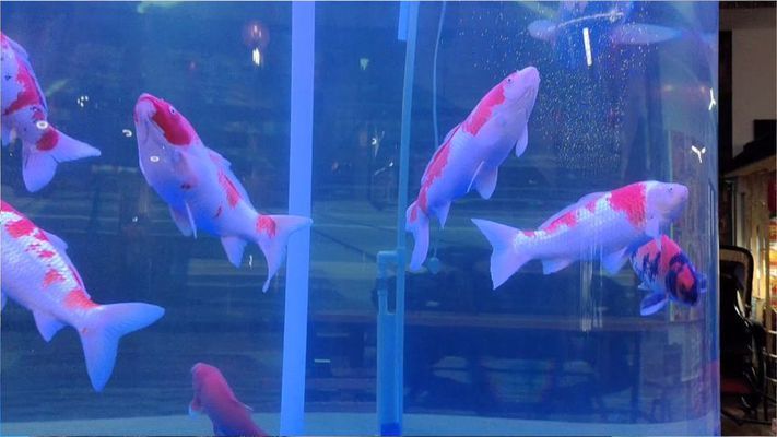 落地魚缸養錦鯉圖片真實（如何養護錦鯉水質錦鯉飼料選擇指南）