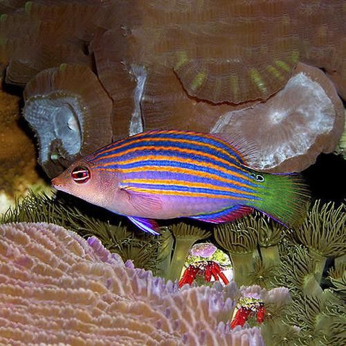 海水龍魚(yú)圖片大全大圖高清