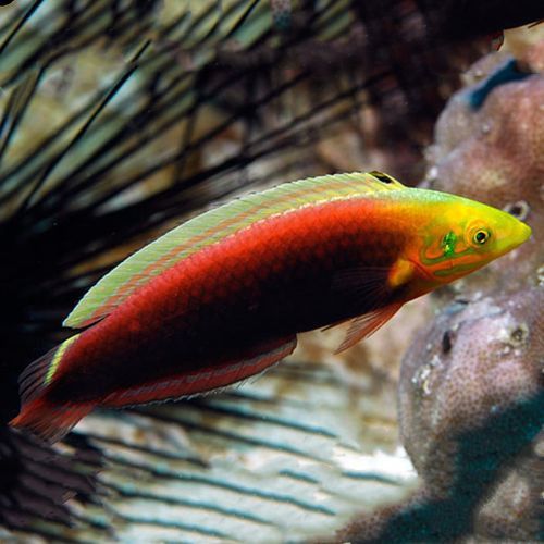 海水龍魚(yú)圖片大全大圖高清