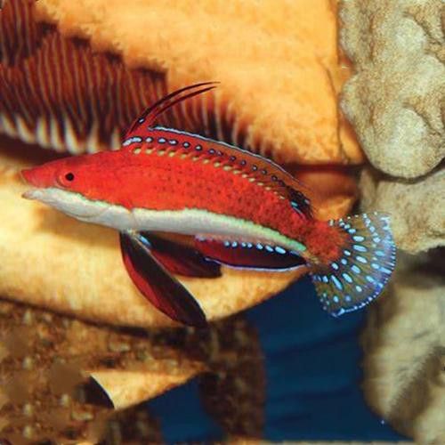 海水龍魚(yú)圖片大全大圖高清