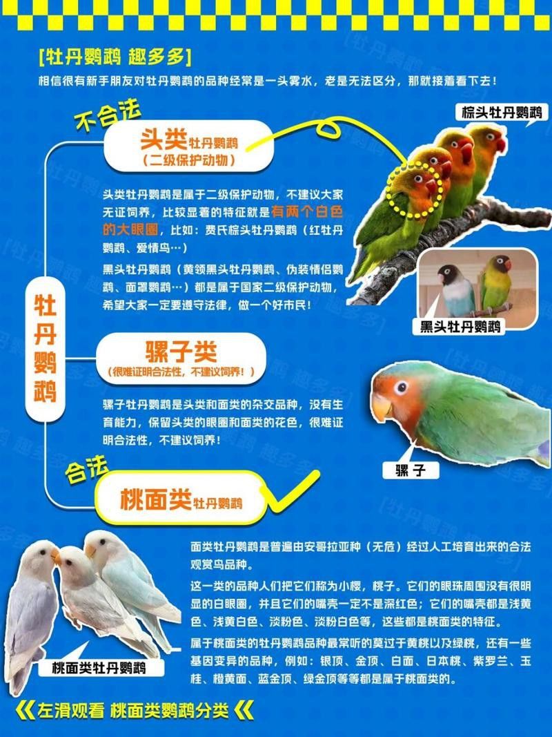 海水龍魚(yú)圖片大全大圖高清