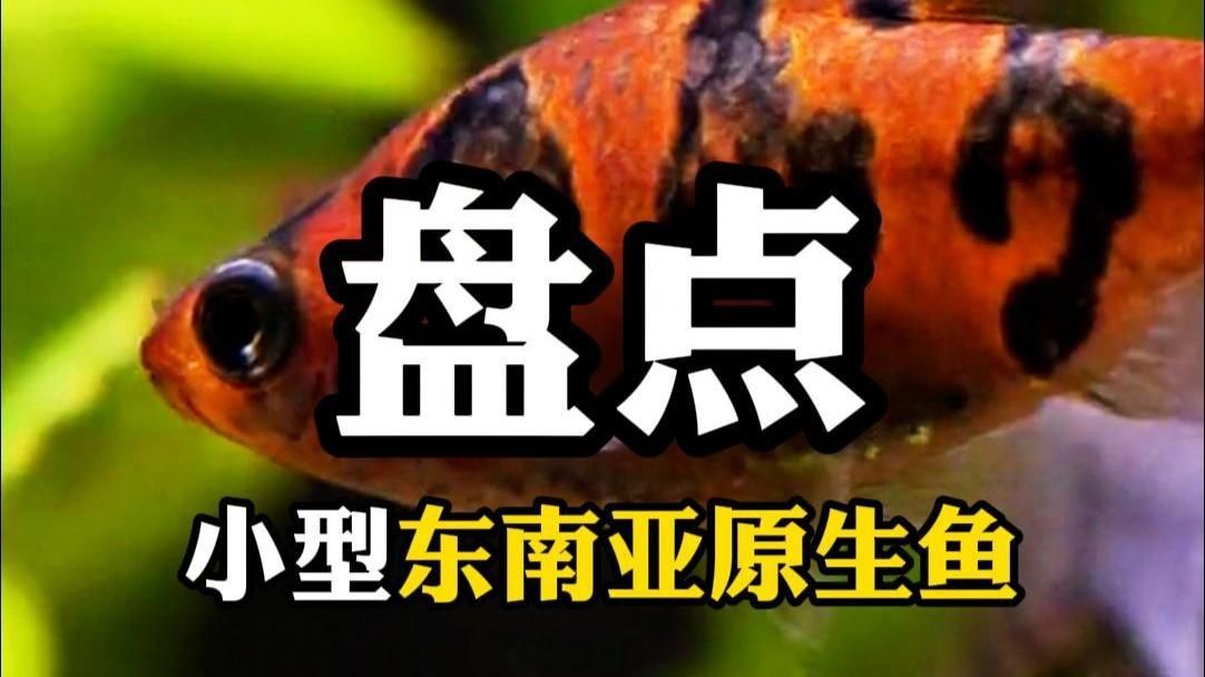 馬來西亞常見魚類