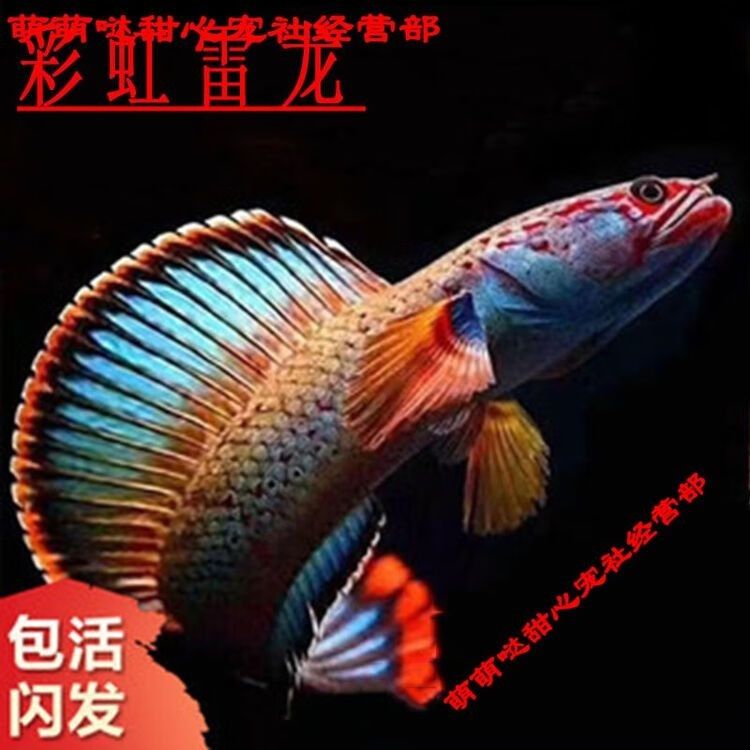 雷龍魚值得養嗎知乎小說免費閱讀 雷龍魚值得養嗎知乎小說免費閱讀 龍魚百科 第3張